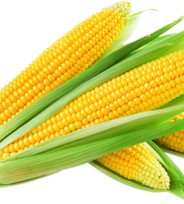Maize