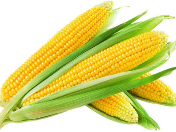 Maize