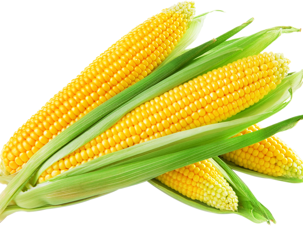 Maize